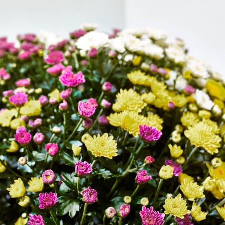 MARGARITA HÍBRIDA MACETA 7L