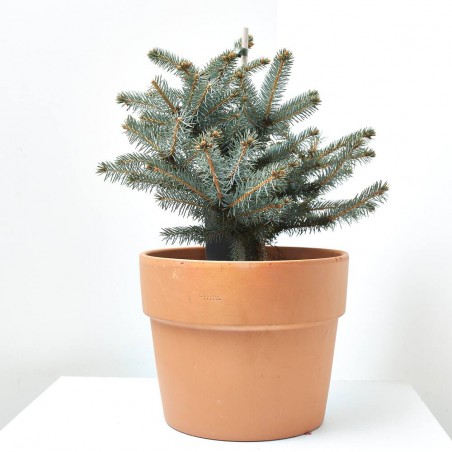 PICEA PUNGENS VARIEDADES MACETA 5L