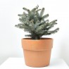 PICEA PUNGENS VARIEDADES MACETA 5L