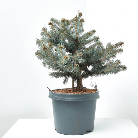 PICEA PUNGENS VARIEDADES MACETA 5L