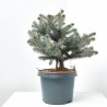 PICEA PUNGENS VARIEDADES MACETA 5L