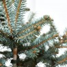 PICEA PUNGENS VARIEDADES MACETA 5L