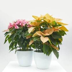 FLOR DE PASCUA PRINSETTIA MACETA 15CM