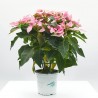 FLOR DE PASCUA PRINSETTIA MACETA 15CM
