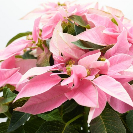 FLOR DE PASCUA PRINSETTIA MACETA 15CM