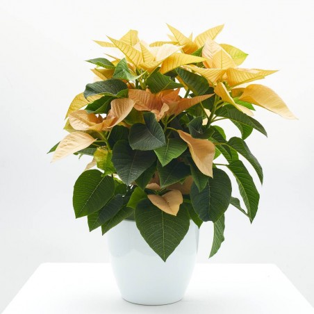 FLOR DE PASCUA PRINSETTIA MACETA 15CM