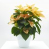 FLOR DE PASCUA PRINSETTIA MACETA 15CM
