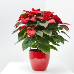 FLOR DE PASCUA MACETA 15CM