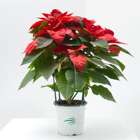 FLOR DE PASCUA MACETA 15CM
