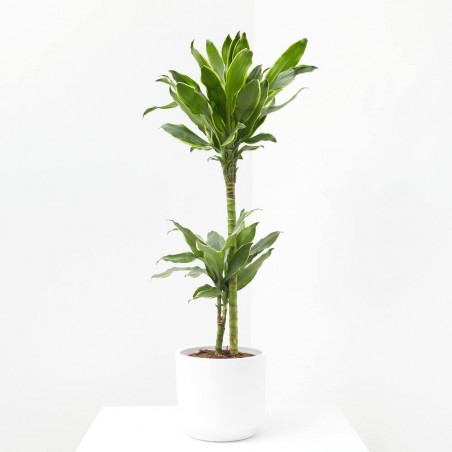 DRACAENA GOLD COAST MACETA 17CM