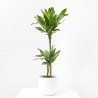 DRACAENA GOLD COAST MACETA 17CM