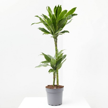 DRACAENA GOLD COAST MACETA 17CM