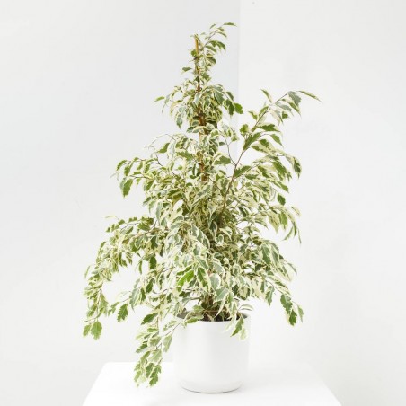 FICUS DANIELLE TWILIGHT MACETA 3L