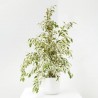 FICUS DANIELLE TWILIGHT MACETA 3L