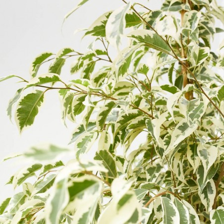 FICUS DANIELLE TWILIGHT MACETA 3L