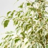 FICUS DANIELLE TWILIGHT MACETA 3L