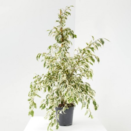 FICUS DANIELLE TWILIGHT MACETA 3L