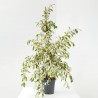 FICUS DANIELLE TWILIGHT MACETA 3L
