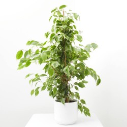 FICUS BENJAMINA GOLDEN KING MACETA 3L