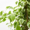 FICUS BENJAMINA GOLDEN KING MACETA 3L