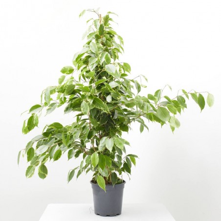 FICUS BENJAMINA GOLDEN KING MACETA 3L