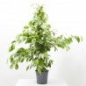FICUS BENJAMINA GOLDEN KING MACETA 3L