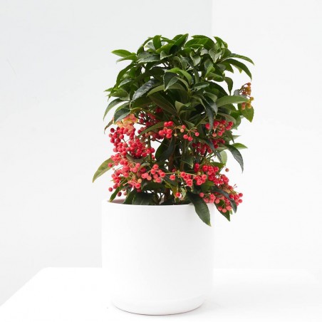 ARDISIA MACETA 15CM