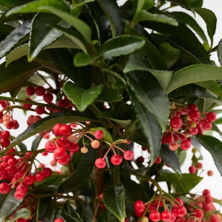 ARDISIA MACETA 15CM