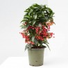 ARDISIA MACETA 15CM