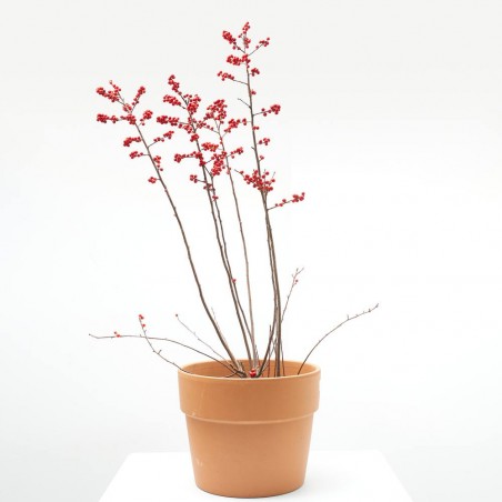 ILEX VERCILIATA MACETA 5L