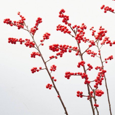 ILEX VERCILIATA MACETA 5L