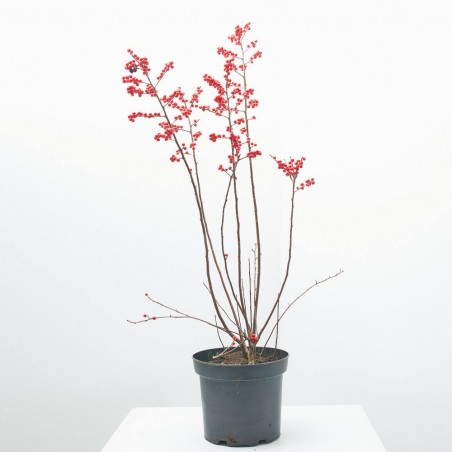 ILEX VERCILIATA MACETA 5L