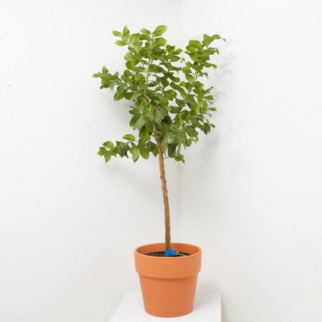 LIMONERO  MACETA 15L