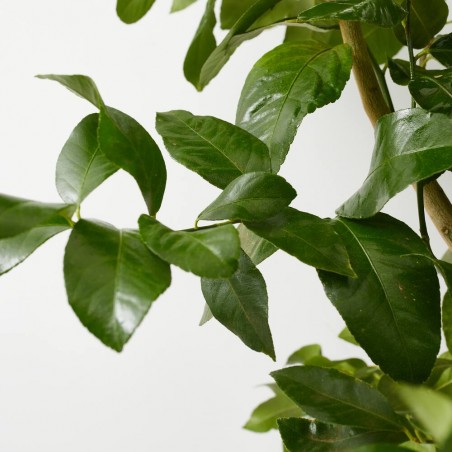 LIMONERO  MACETA 15L