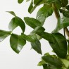 LIMONERO  MACETA 15L