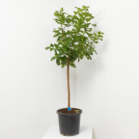 LIMONERO  MACETA 15L