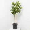 LIMONERO  MACETA 15L
