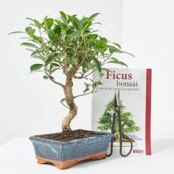 BONSÁI 8 AÑOS CON BOLSA, GUÍA Y TIJERA