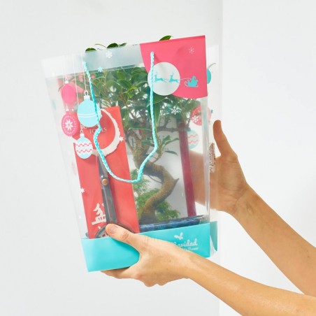 BONSÁI 8 AÑOS CON BOLSA, GUÍA Y TIJERA