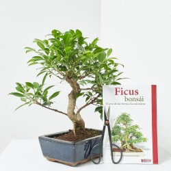 BONSÁI 10 AÑOS CON BOLSA, GUÍA Y TIJERA