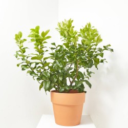 LIMONERO TARRINA MACETA 10L