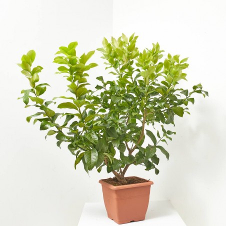 LIMONERO TARRINA MACETA 10L