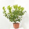 LIMONERO TARRINA MACETA 10L