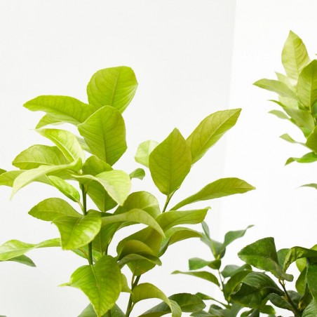 LIMONERO TARRINA MACETA 10L