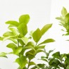 LIMONERO TARRINA MACETA 10L