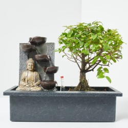 BONSÁI 3 AÑOS EN BASE AUTORIEGO Y DECORACIÓN ZEN