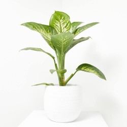 DIEFFEMBACHIA TROPIC MACETA 5L