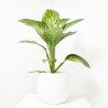 DIEFFEMBACHIA TROPIC MACETA 5L