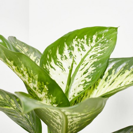 DIEFFEMBACHIA TROPIC MACETA 5L