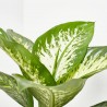 DIEFFEMBACHIA TROPIC MACETA 5L
